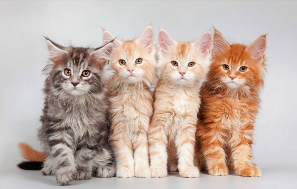 Четыре красивых рыжих котенка породы мейн-кун