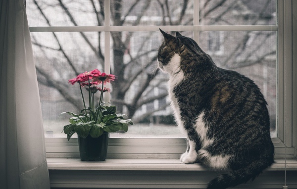Серый кот и цветок на подоконнике 