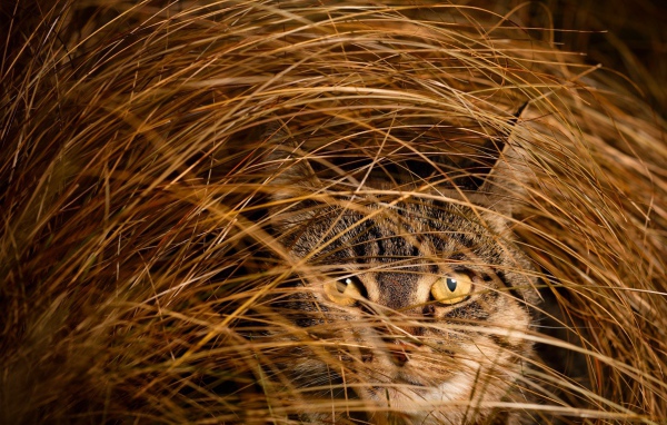 Серый кот в высокой сухой траве 