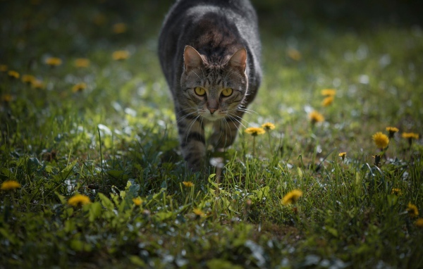 Gray cat with yellow eyes running along the green grass