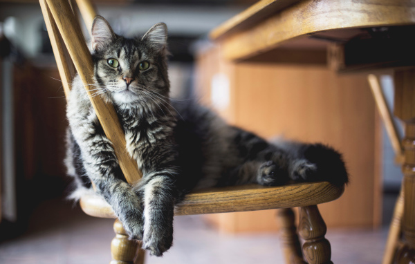 Серый пушистый кот лежит на стуле 