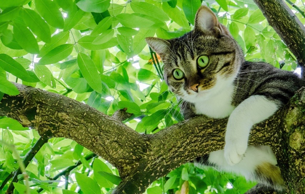 Серый кот с зелеными глазами сидит на ветке 