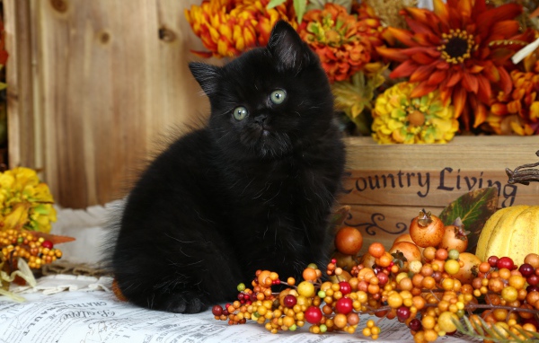 Маленький пушистый черный котенок с осенними  ягодами