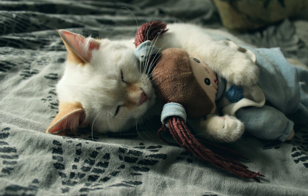 Маленький котенок спит с мягкой игрушкой