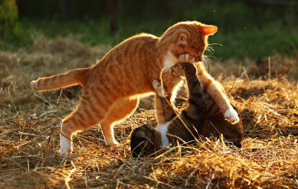 Рыжий и серый коты играют на сене