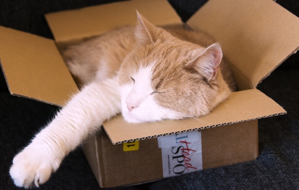 Рыжий кот спит в картонной коробке 