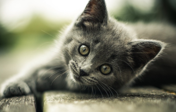 The look of a small gray kitten