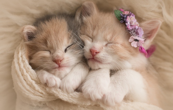 Два милых маленьких котенка 