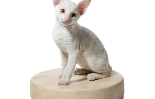 Белый котенок пород Корниш Рекс сидит на круглой подушке