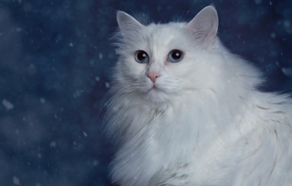 Белый пушистый красивый кот с голубыми глазами