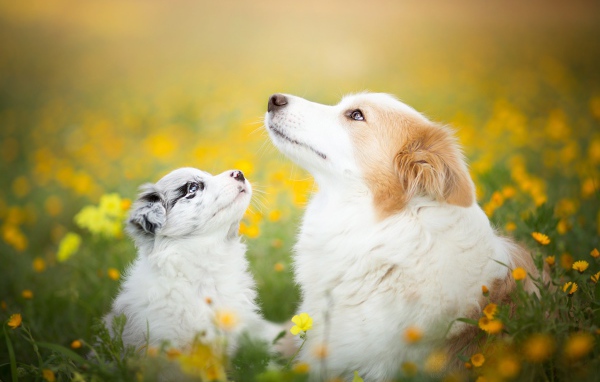 Собака породы бордер колли со щенком лежат в желтых полевых цветах