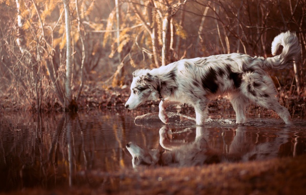 Собака породы Австралийская овчарка стоит в воде