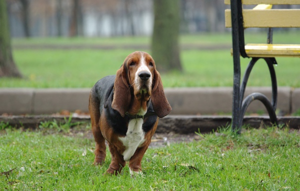 Грустная собака породы Бассет-хаунд на зеленой траве 