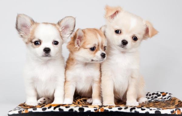 Три милых щенка чихуахуа на сером фоне