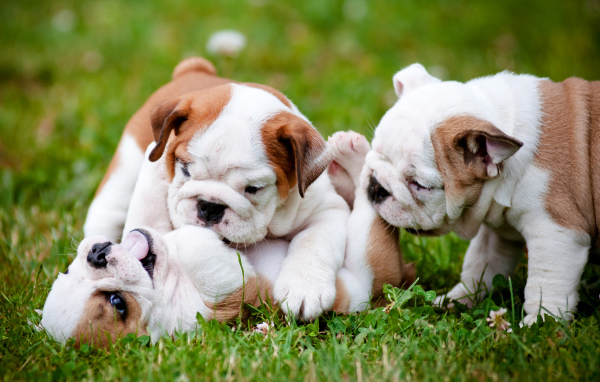 Три щенка бульдога играют на зеленой траве