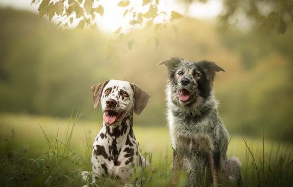 Две собаки породы далматин и Австралийская Овчарка сидят на траве