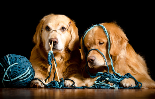 Две собаки породы золотистый ретривер со спицами и клубком ниток