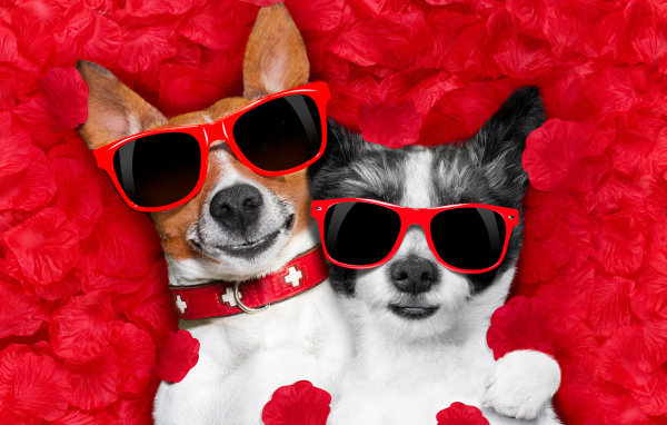 Две собаки породы Джек-рассел-терьер и Чихуахуа в красных очках лежат на красных лепестках