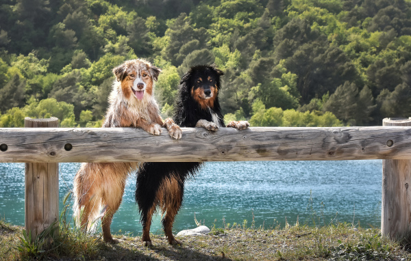Две мокрых собаки породы Австралийская Овчарка
