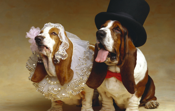 Свадьба собак породы Бассет хаунд