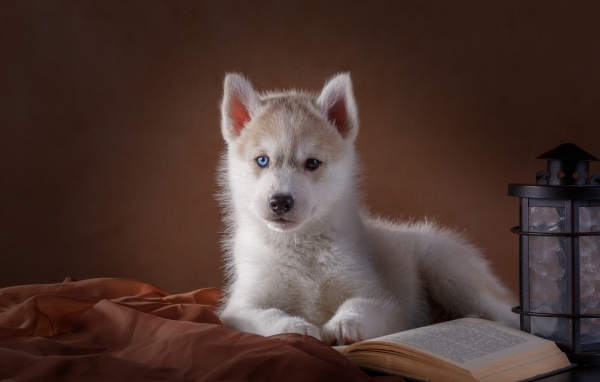 Белый щенок хаски с книгой