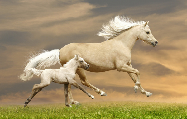 Красивая лошадь с жеребенком скачут по зеленой траве