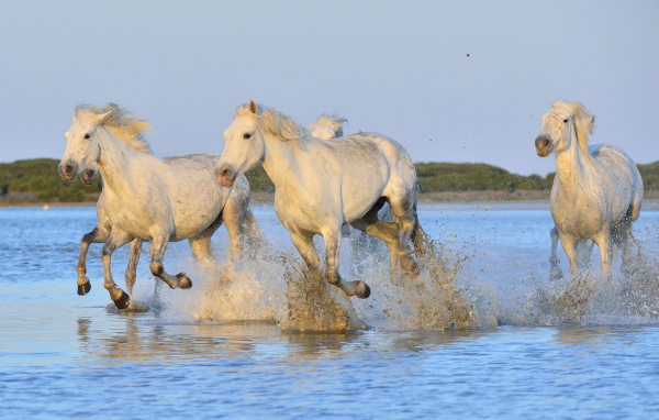 White horses run on water