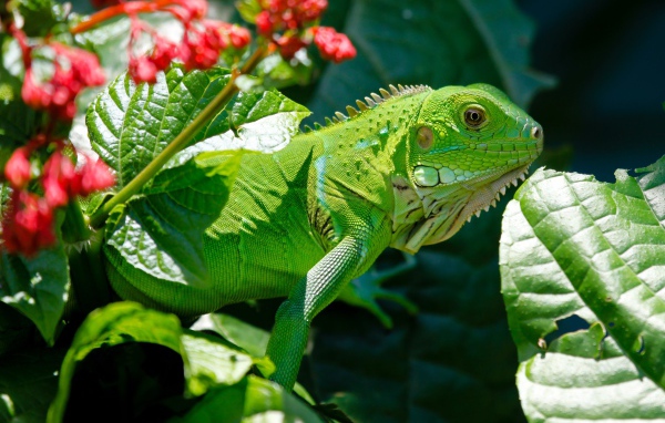 Bright green iguana in green leaves