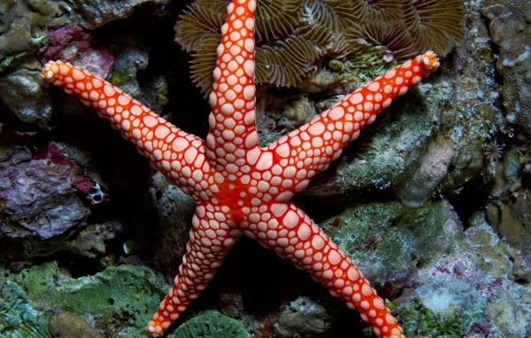 Bright starfish on a coral reef under water