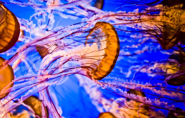 Multicolored jellyfish under water close-up