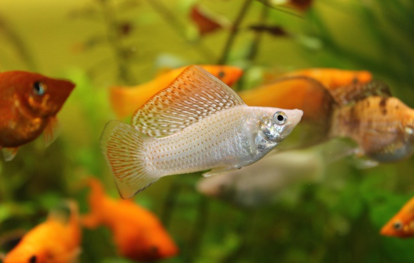 Серебристая аквариумная рыбка Моллинезия 
