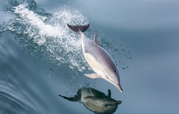 The dolphin jumping is reflected in the water