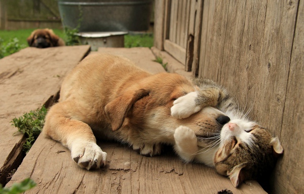 Спящий кот обнимает собаку за морду 