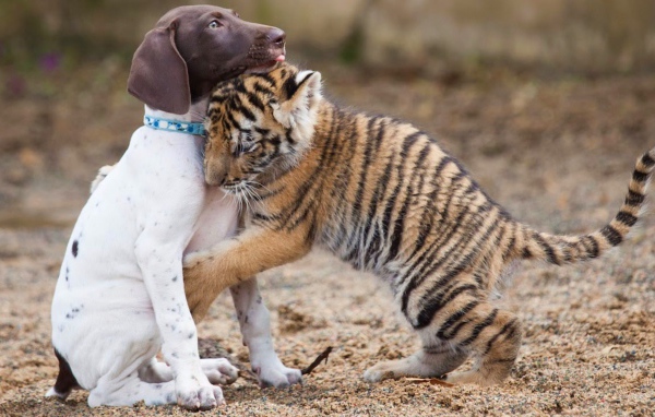 Маленький щенок и тигренок обнимаются