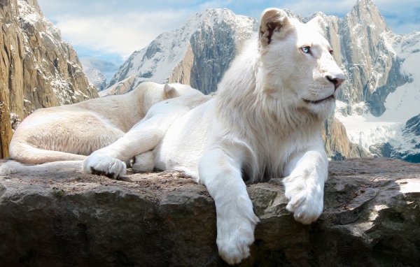 Голубоглазая белая львица на камне  