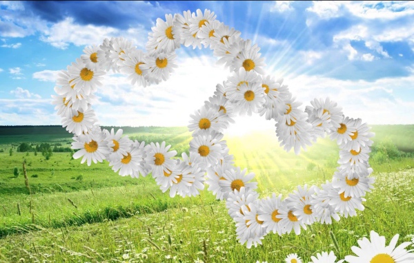 Beautiful hearts of white daisies