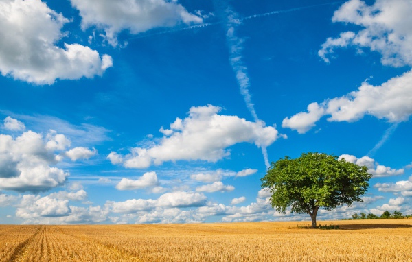 Голубое небо с белыми облаками над полем пшеницы