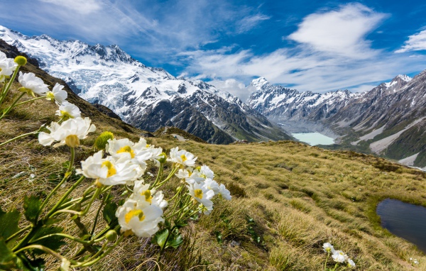Цветы лютики на горе Маунт-Кук, Национальный парк в Новой Зеландии 