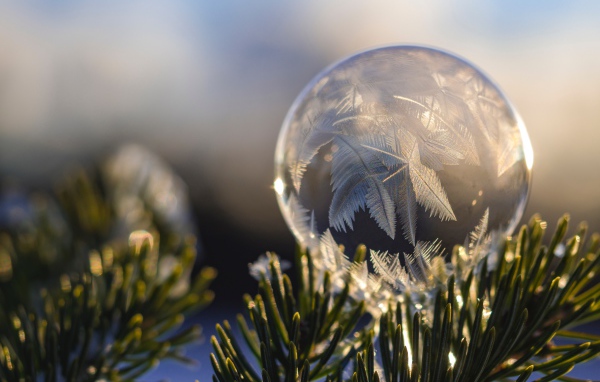 Замерзший мыльный пузырь на еловой ветке зимой