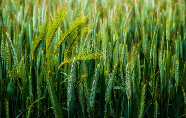 Зеленые колосья пшеницы в поле 