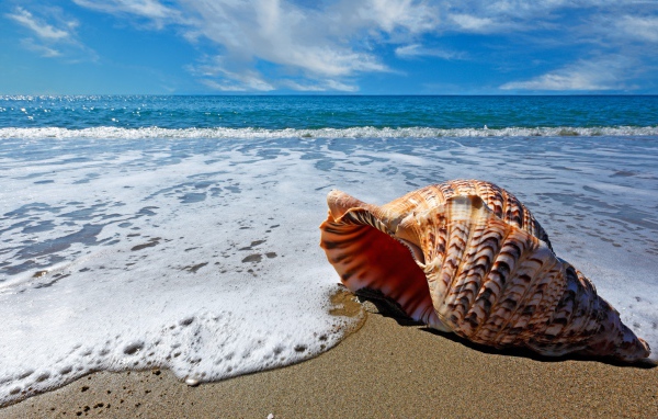 Красивая большая ракушка лежит на песке  у океана