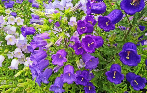 Красивые фиолетовые цветы колокольчики в каплях росы 