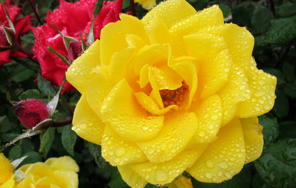 Большая желтая роза в каплях росы крупным планом