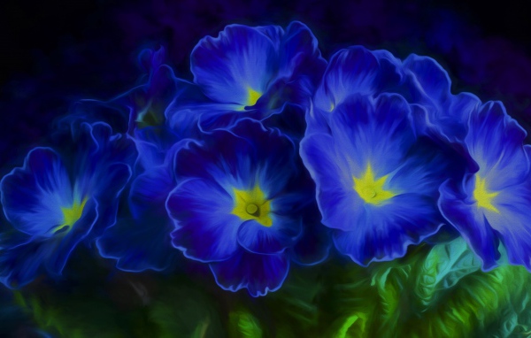 Синие цветы примула 