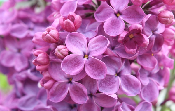 Цветы фиолетовой сирени 