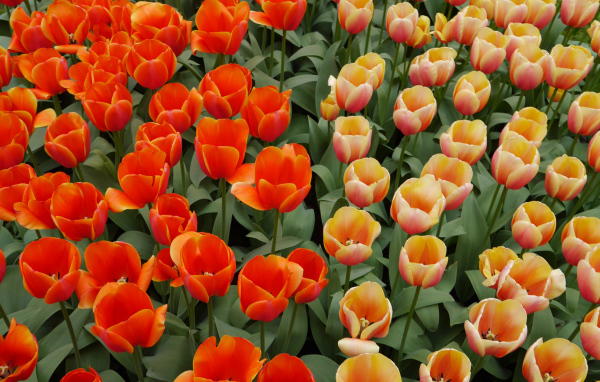 Оранжевые и персиковые цветы тюльпаны на клумбе