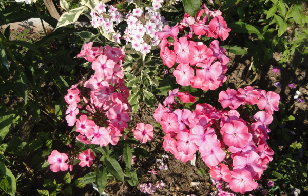 Розовые садовые цветы флоксы крупным планом