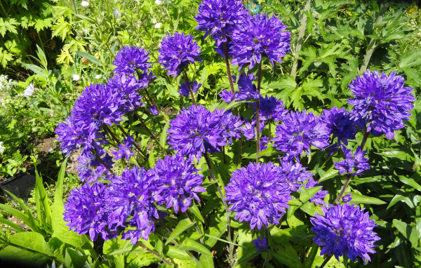 Фиолетовые садовые цветы колокольчики 