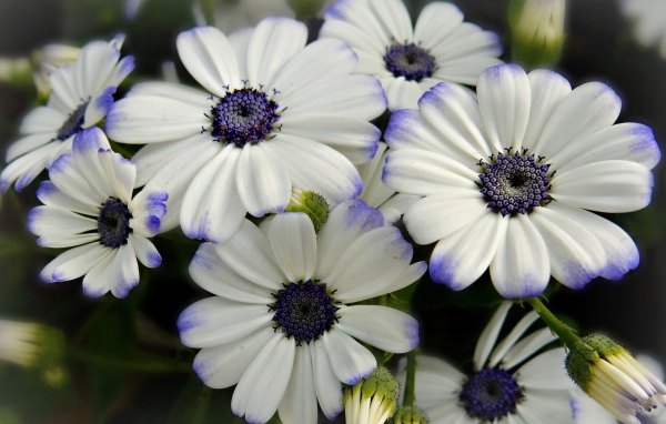 White Cineraria flowers with violet center