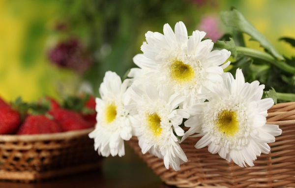 White chrysanthemum flowers in a basket